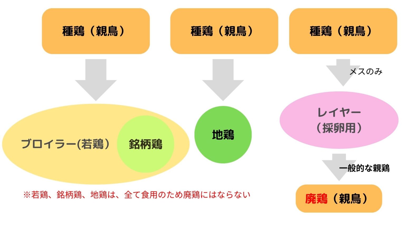 【地鶏とは?】若鶏と銘柄鶏の違い、2種類の親鳥まで徹底解説